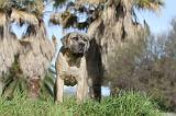 CANE CORSO 383